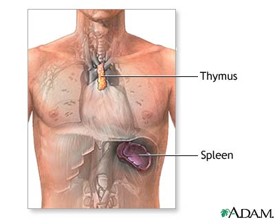 Beware.... Be Endocrine Aware... - thymus gland